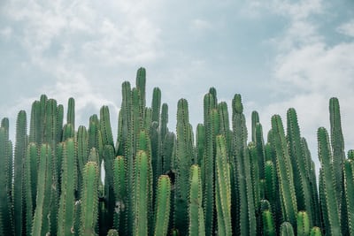 Cactus 